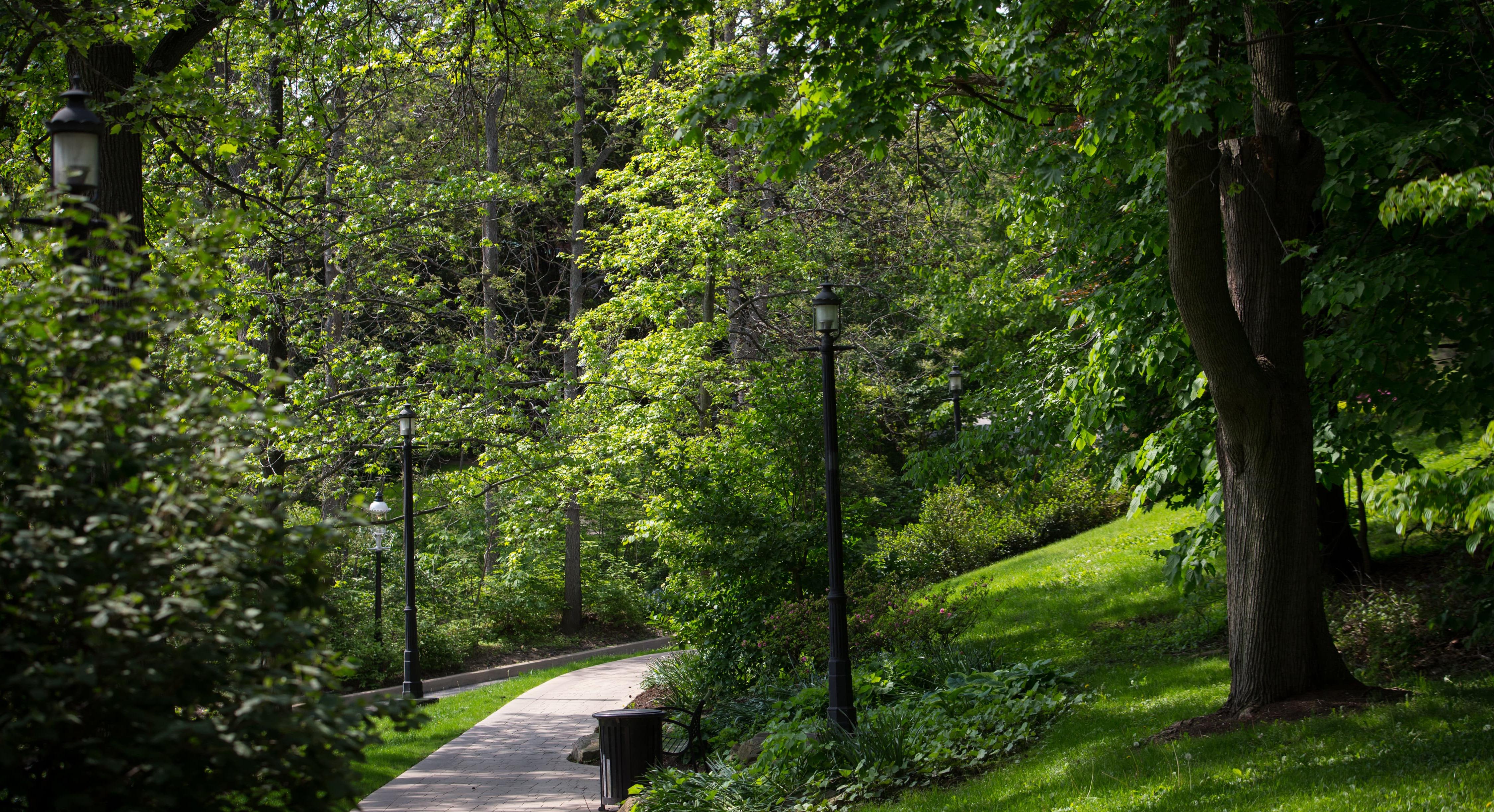 Photo of a sidewalk on Chatham University's Shadyside Campus winding through thick green forests. 